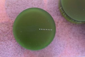 In Reih und Glied: 8 Mikroproben